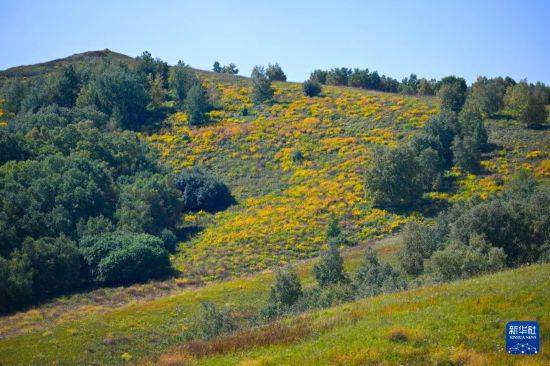 初秋的乌兰布统草原