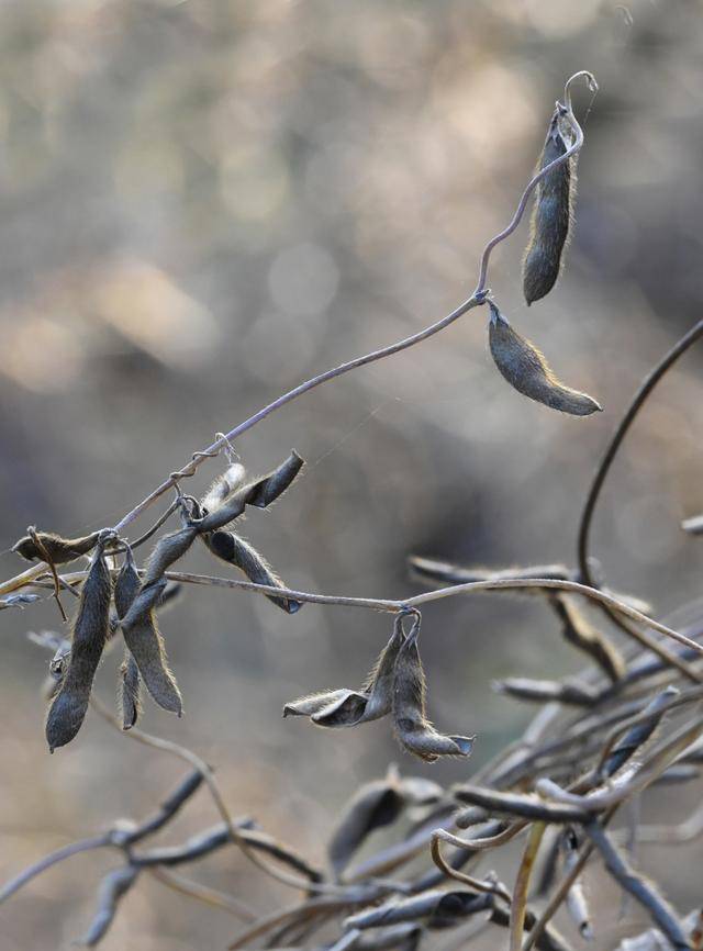 青岛再添野生大豆踪迹！南辛安河公园现群落生长，专家提醒“价值珍贵需保护”