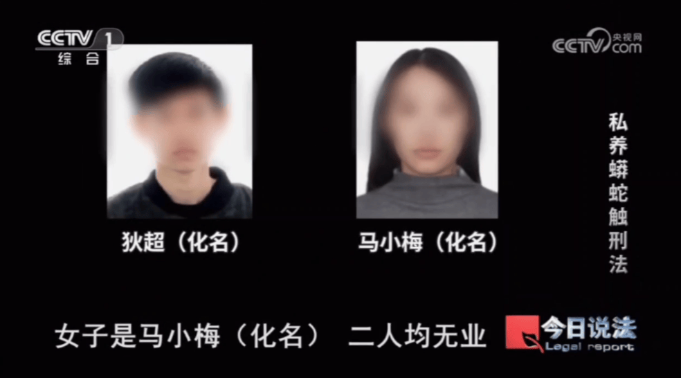 浙江男子在家里养300多条蟒蛇，涉案3000万，抓蛇现场，民警直呼毛骨悚然；男子：太痴迷了，感觉自己在造物