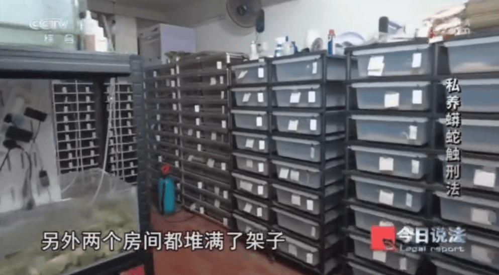 浙江男子在家里养300多条蟒蛇，涉案3000万，抓蛇现场，民警直呼毛骨悚然；男子：太痴迷了，感觉自己在造物