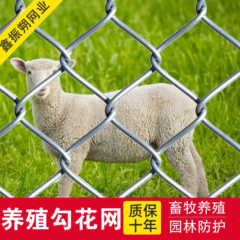 Q网(Q网络是什么)